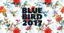 Blue Bird Festival 2017